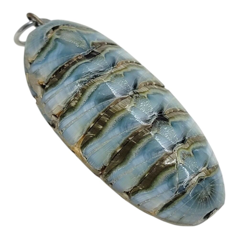Polished Blue Chiton Shell Pendant 8 Plate Marine Mollusk Amulet Boho Jewelry